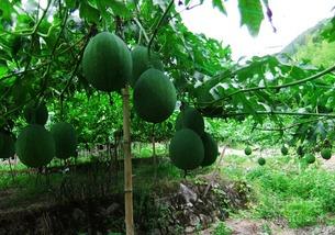 吊瓜吃哪里,揭秘吊瓜的精华部位