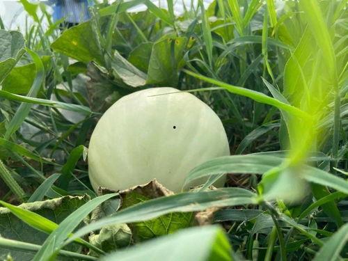 小时候吃瓜长大后吃瓜,瓜果时光的甜蜜变迁