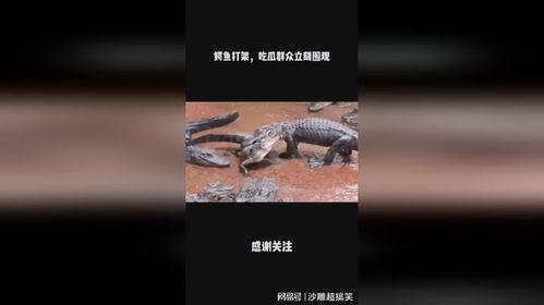 吃瓜群众围观动物打架,围观一场热血沸腾的“吃瓜”大战