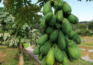 树瓜能直接吃吗怎么吃