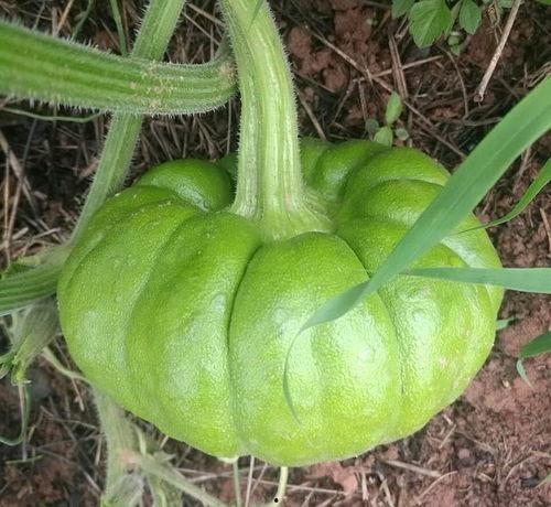 姜瓜怎么吃,探索美味与健康的完美融合