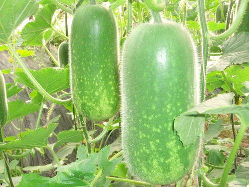 吃奇怪瓜视频大全,揭秘吃奇怪瓜视频大全里的奇幻世界