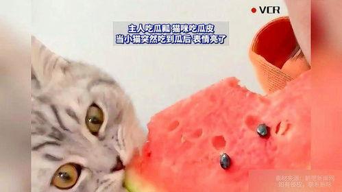 找猫吃瓜,一场关于美食与友情的吃瓜大戏