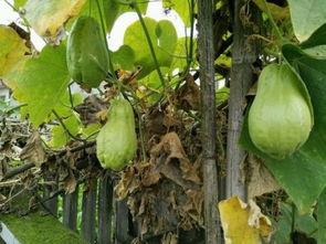 土耳瓜咋吃,从传统到创新烹饪方法