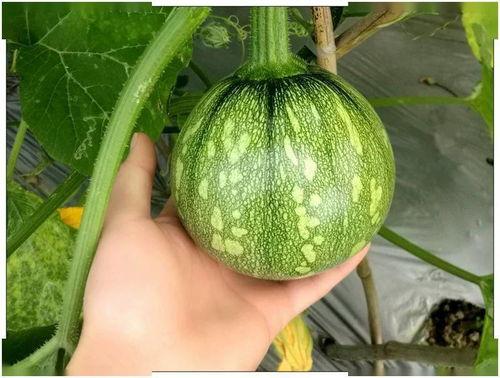 福建吃瓜事件12.3,一场网络舆论的风波与反思