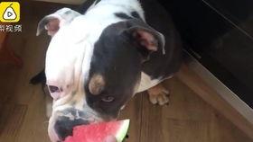 吃瓜狗狗后续,揭秘娱乐圈背后的真实故事