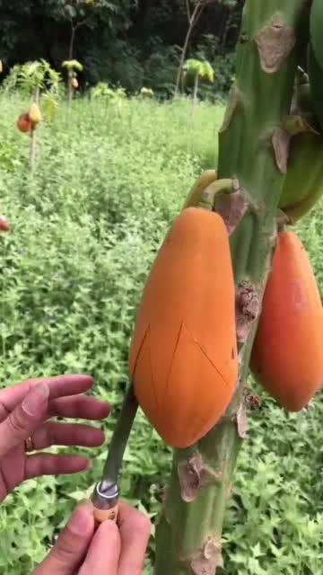 美女吃瓜喝多了,尽享甜蜜与欢笑