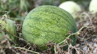 兰州冬天吃的瓜,瓜果飘香里的暖意时光