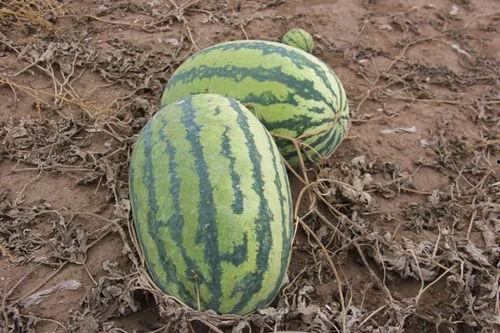 小诚吃瓜,揭秘娱乐圈那些不为人知的幕后故事