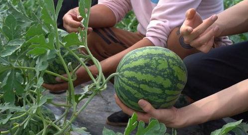 吃瓜脑袋顶瓜瓜,吃瓜脑袋顶瓜瓜的奇妙冒险