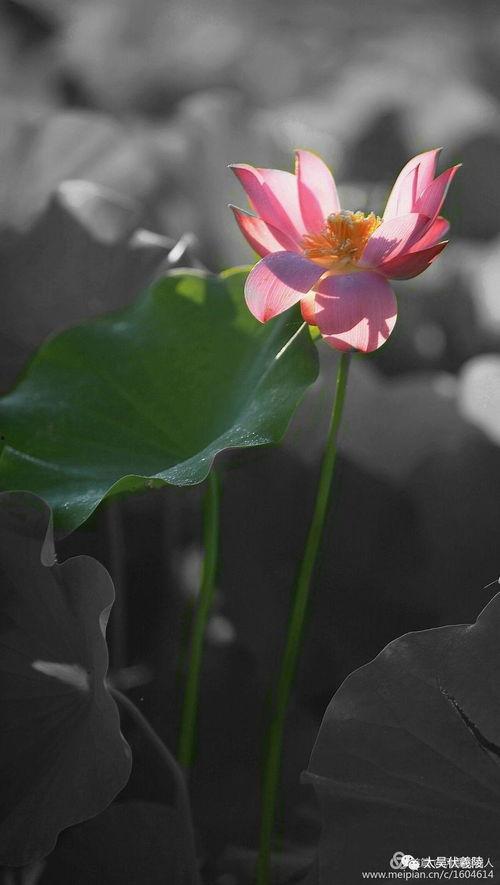 莲花楼阿飞吃瓜,揭秘莲花楼背后的神秘瓜界风云