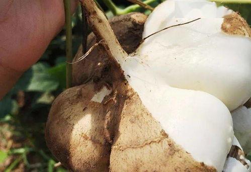 你就是在摸蛆 吃瓜