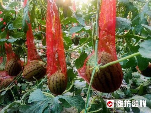 山东潍坊临朐吃瓜,瓜果飘香，品味夏日田园风情