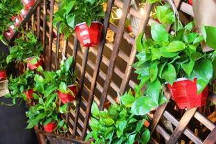 抖音花店老板吃瓜,揭秘网红圈幕后故事