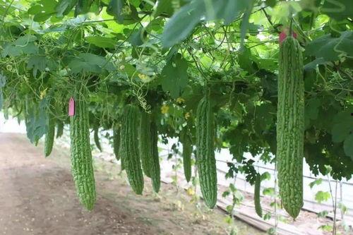 吃瓜小家,揭秘娱乐圈背后的那些事儿