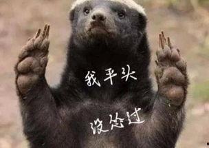 带你吃瓜平头哥神剧,揭秘平头哥神剧背后的故事与魅力